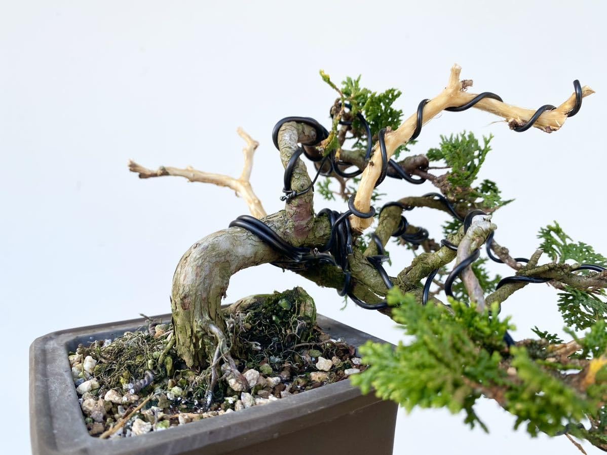 白木盆栽園黒松樹高43センチ盆栽黒松赤松五葉松真柏雑木趣味プレゼン